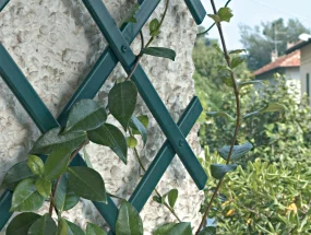 Mříž na rostliny Treplas