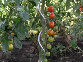 Spirálová tyč na rajčata (set 5 ks)