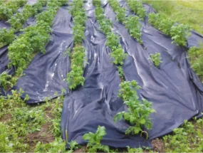 Záhradná textília Agrotex
